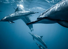 xingkong-外媒：冬泳爱好者成北京冬日风景线